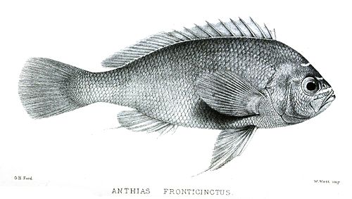 Holanthias