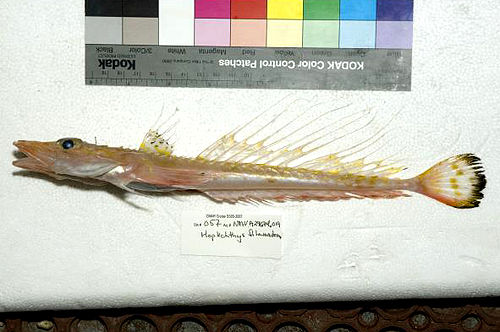 Hoplichthys