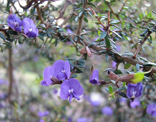 Hovea