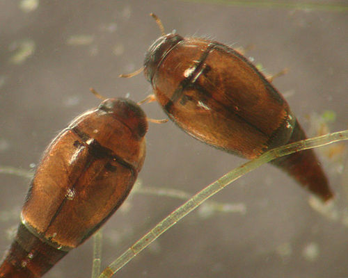 Hydroscaphidae