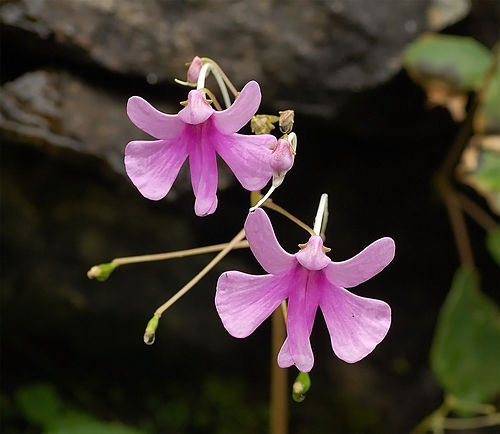 Impatiens