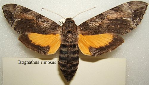 Isognathus