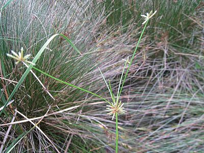 Isolepis prolifera