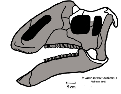 Jaxartosaurus