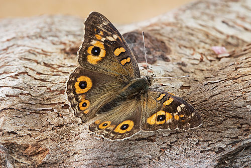 Junonia