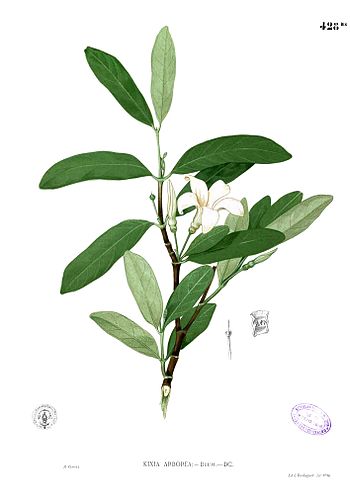 Kibatalia