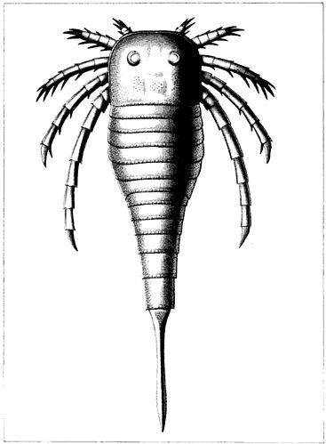 Kokomopterus