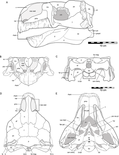 Kunbarrasaurus