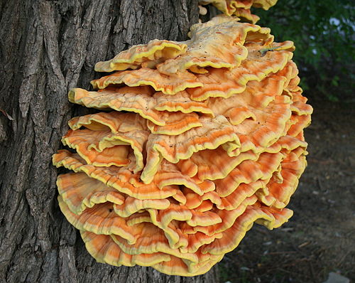 Laetiporus