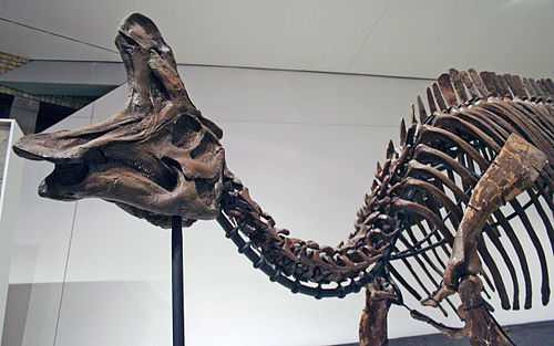 Lambeosaurus