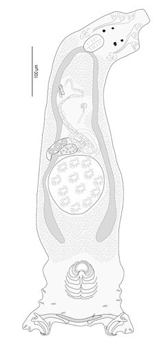 Lamellodiscus