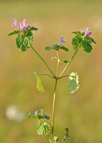 Lamium