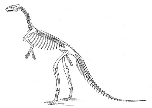 Laosaurus