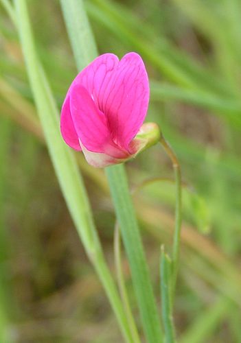 Lathyrus