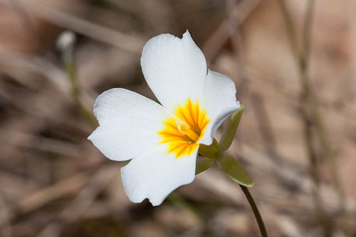 Leavenworthia