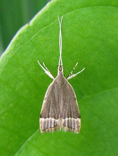 Lecithocera