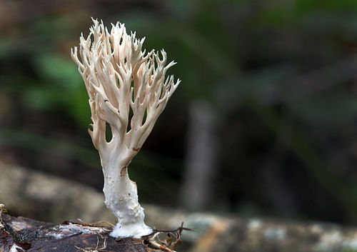 Lentaria