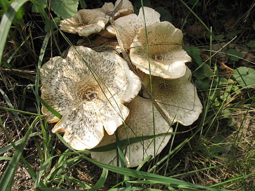 Lentinus