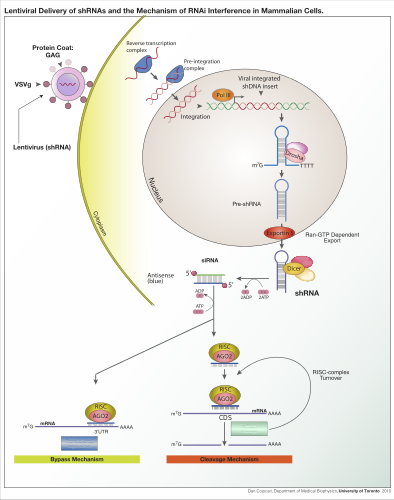 Lentivirus