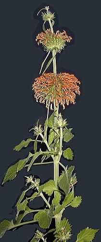 Leonotis