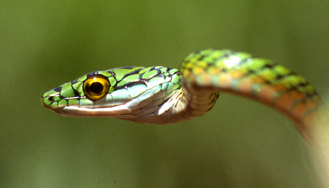 Leptophis