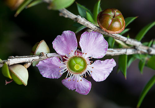 Leptospermum