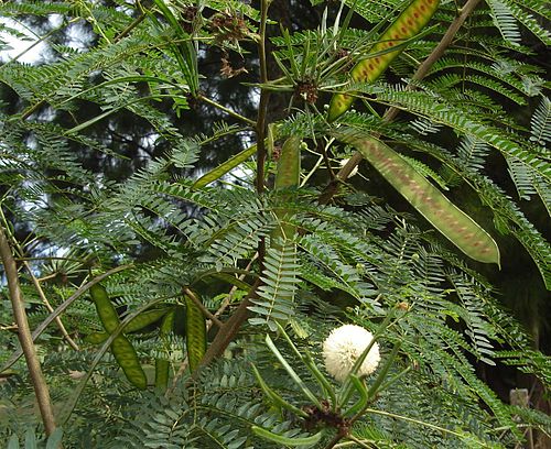 Leucaena