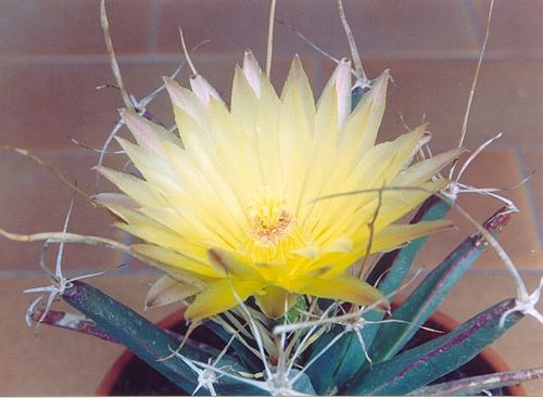 Leuchtenbergia