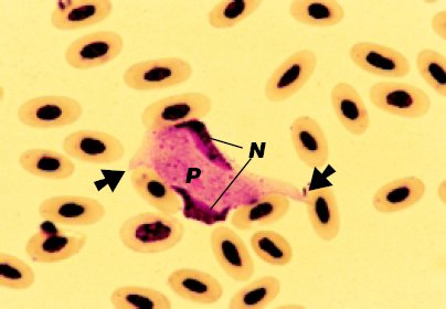 Leucocytozoon