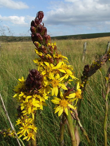 Ligularia