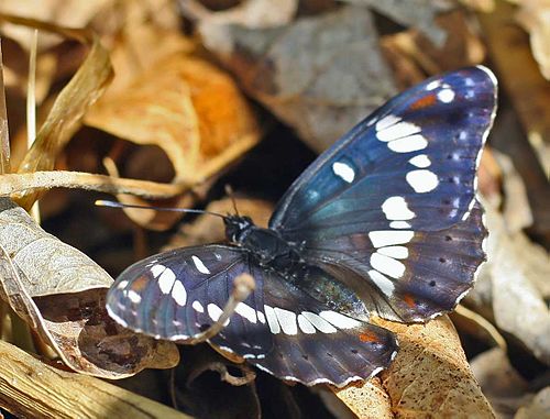 Limenitis