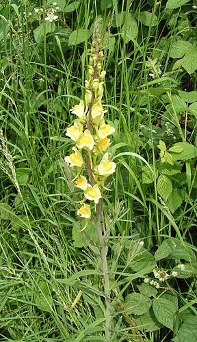 Linaria