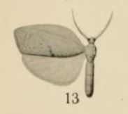 Lobilema