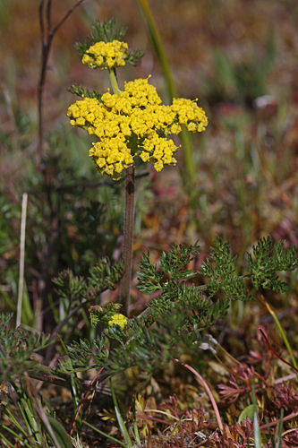 Lomatium