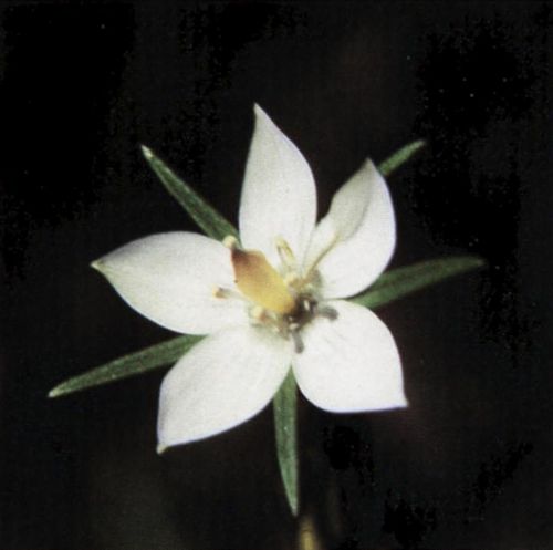 Lomatogonium