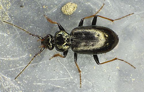 Loricera