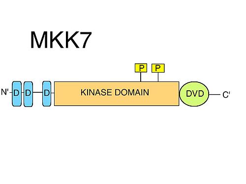 MAP2K7