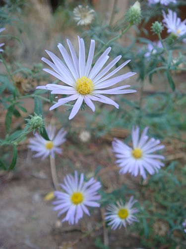 Machaeranthera