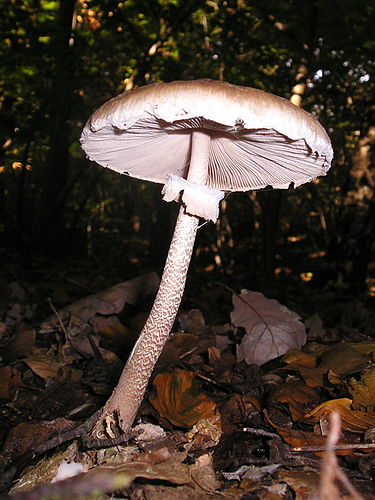 Macrolepiota