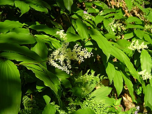 Maianthemum