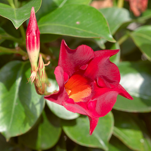 Mandevilla