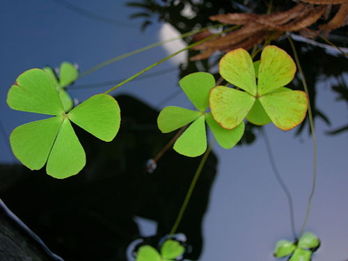 Marsilea