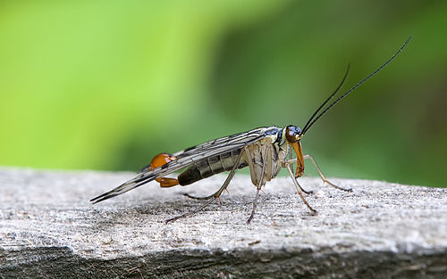 Mecoptera