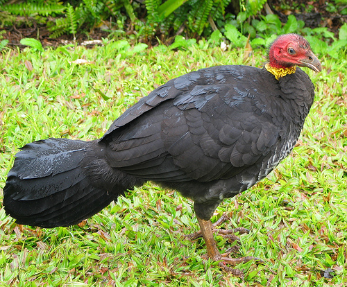 Megapode