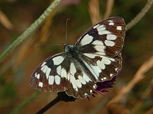 Melanargia