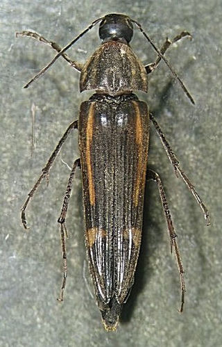 Melandryidae