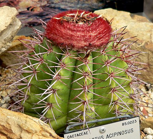 Melocactus