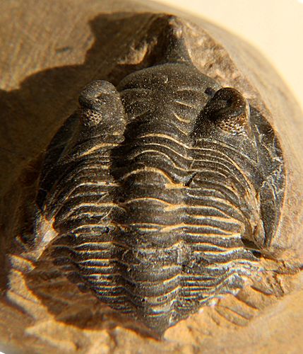 Minicryphaeus