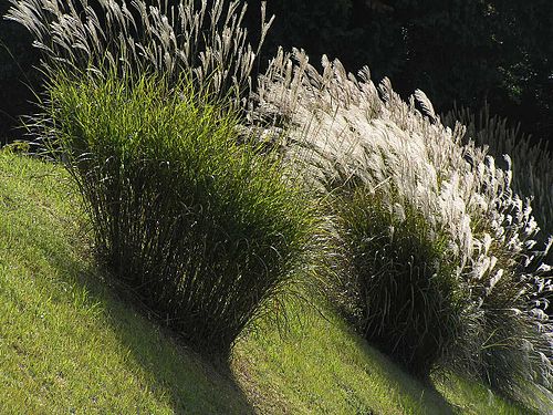 Miscanthus