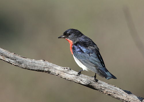 Mistletoebird